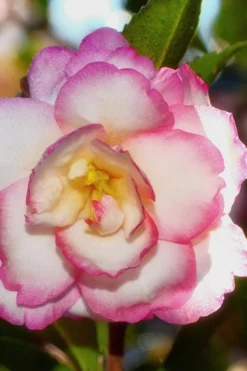 Bob's Supreme Camellia - 3 Gallon Pot