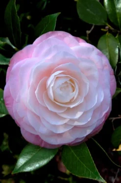 Ella Ward Parsons Camellia - 3 Gallon Pot