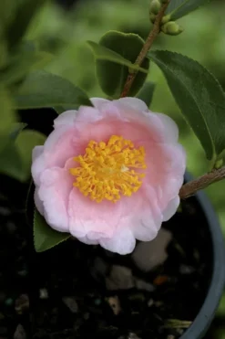 Frost Princess Camellia - 3 Gallon Pot