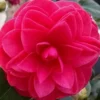 Glen 40 Camellia Japonica - 1 Gallon Pot