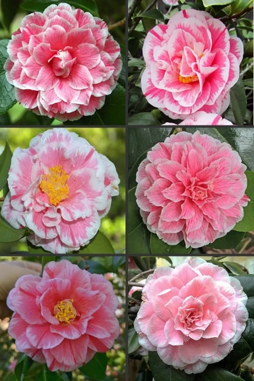 Brilliant Gem Fragrant Camellia Japonica 'Herme' - 1 Gallon Pot - Image 4