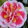 Irrational Exuberance Camellia Japonica - 3 Gallon Pot