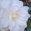 Chisato No Aki Camellia Japonica - 3 Gallon Pot
