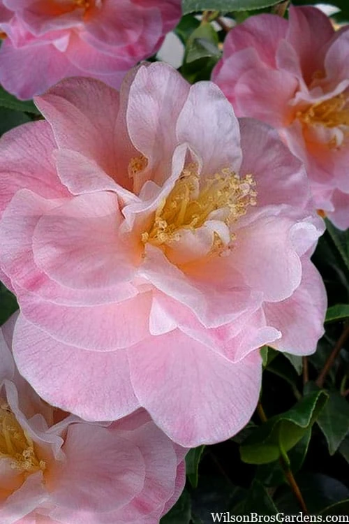 Junior Miss Fragrant Pink Camellia - 7 Gallon Pot - Image 4