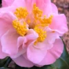 Junior Miss Fragrant Pink Camellia - 7 Gallon Pot