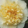 Jury's Yellow Camellia - 1 Gallon Pot