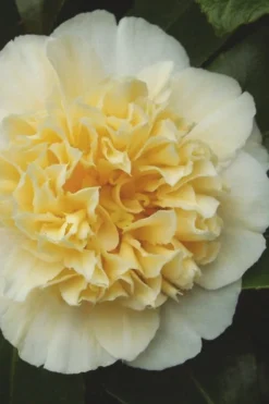 Jury's Yellow Camellia - 1 Gallon Pot