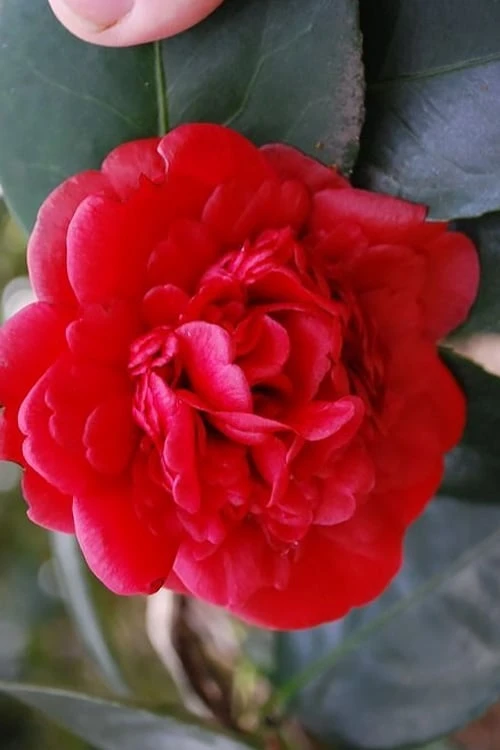 Paulette Goddard Camellia Japonica - 3 Gallon Pot - Image 3
