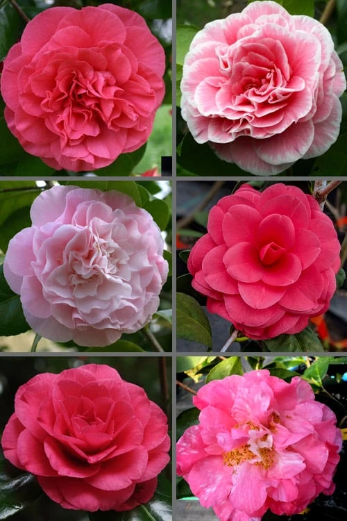 Tomorrow Camellia - 3 Gallon Pot - Image 4