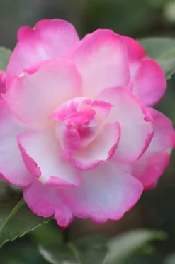 Leslie Ann Camellia Sasanqua - 3 Gallon Pot