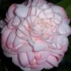 Little Susie Camellia - 1 Gallon Pot