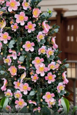 Maggie's Pink Camellia - 3 Gallon Pot