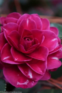 Purple Haze Camellia- 2 Gallon Pot