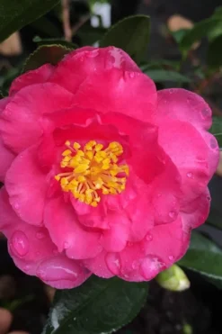 Shishi Gashira Dwarf Camellia Sasanqua - 7 Gallon Pot