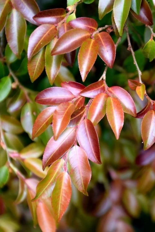 Mount Noko Camellia (Camellia Transnokoensis) - 3 Gallon Pot - Image 7