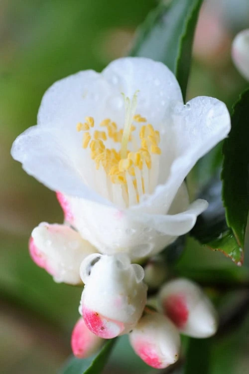 Mount Noko Camellia (Camellia Transnokoensis) - 3 Gallon Pot - Image 4