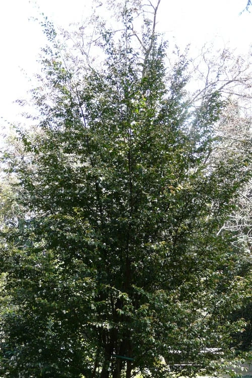 Mount Noko Camellia (Camellia Transnokoensis) - 3 Gallon Pot - Image 5