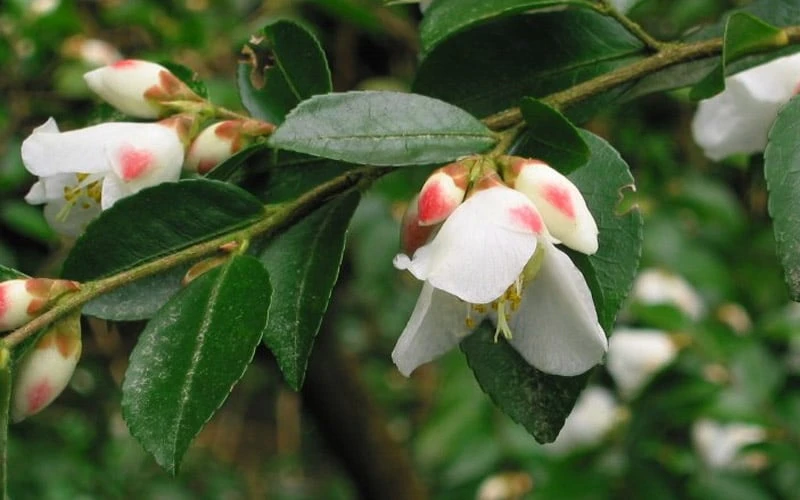 Mount Noko Camellia (Camellia Transnokoensis) - 3 Gallon Pot - Image 10