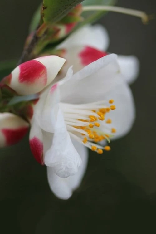 Mount Noko Camellia (Camellia Transnokoensis) - 3 Gallon Pot - Image 6