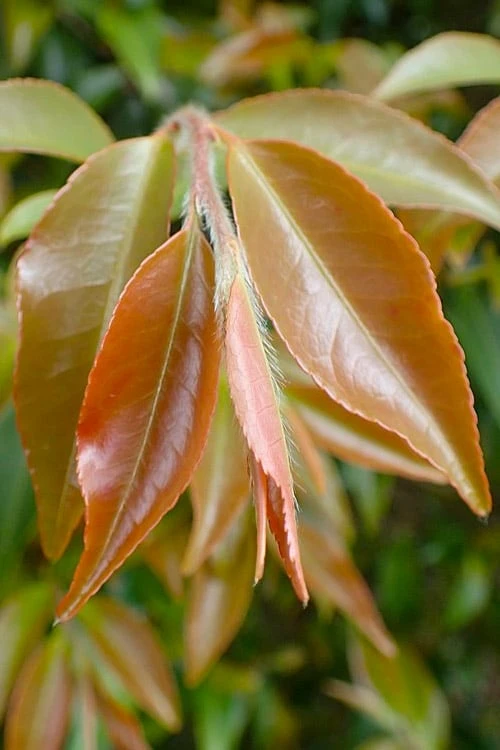 Mount Noko Camellia (Camellia Transnokoensis) - 3 Gallon Pot - Image 9