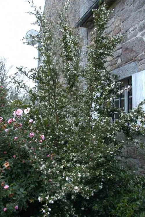 Mount Noko Camellia (Camellia Transnokoensis) - 3 Gallon Pot - Image 8
