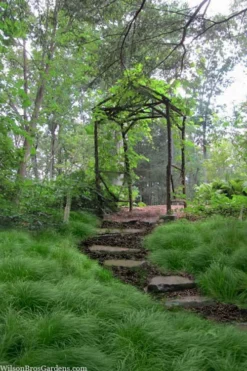 Pennsylvania Sedge (Carex Pennsylvanica) - 6 Pack 1 Gallon Pot