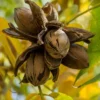 Hardy Pecan Tree (Carya Illinoinensis) - 1 Gallon Pot