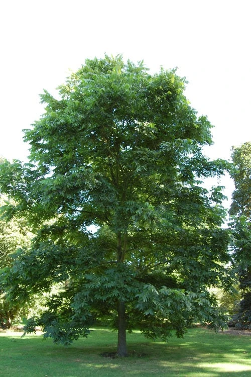 Hardy Pecan Tree (Carya Illinoinensis) - 1 Gallon Pot - Image 5