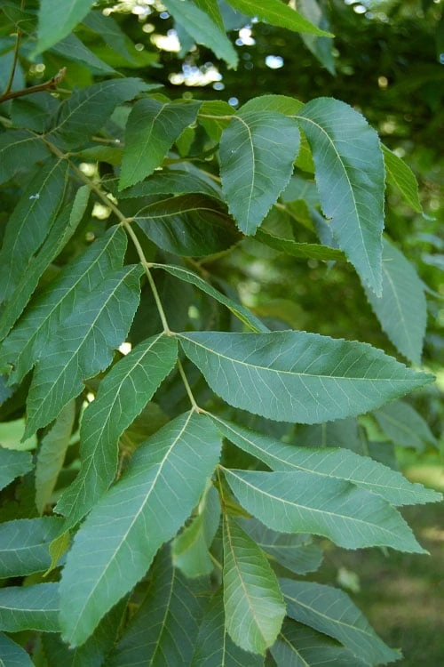 Hardy Pecan Tree (Carya Illinoinensis) - 1 Gallon Pot - Image 6