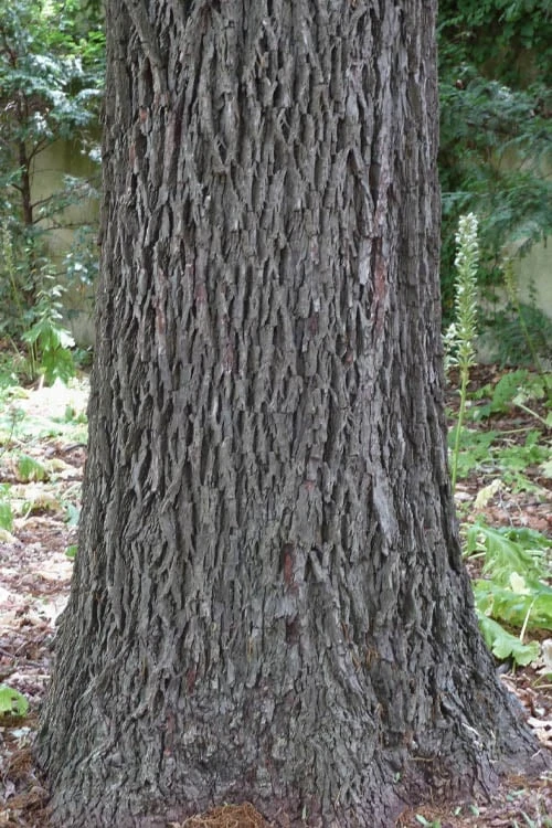 Hardy Pecan Tree (Carya Illinoinensis) - 1 Gallon Pot - Image 8