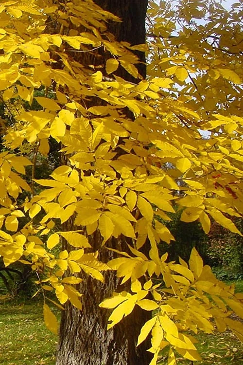 Hardy Pecan Tree (Carya Illinoinensis) - 1 Gallon Pot - Image 7