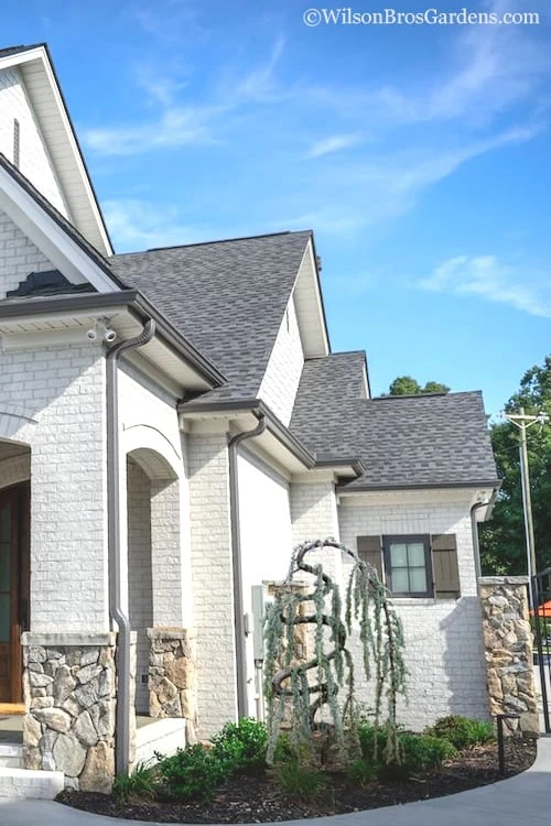 Serpentine Weeping Blue Atlas Cedar - 5 Gallon Pot - Image 4