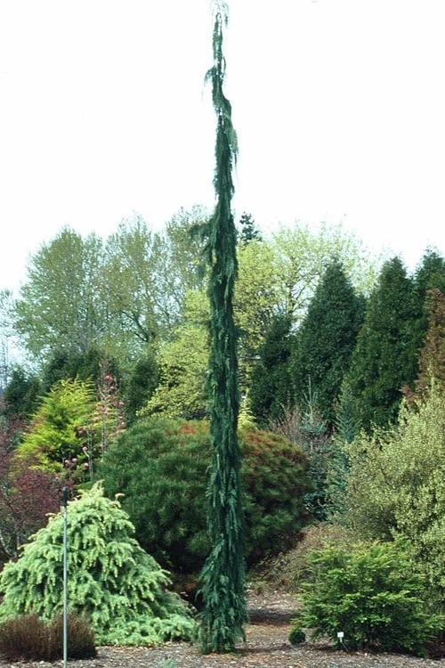 Van Den Akker Nootka Cypress - 6 Gallon Pot