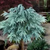 Divinely Blue Deodar Cedar Tree (Single Trunk Topiary) - 3 Gallon Pot