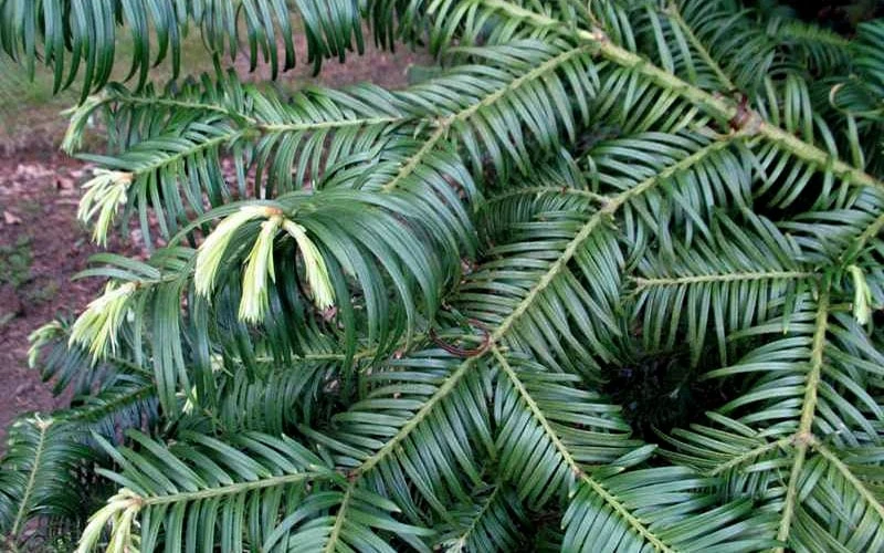 Fortune's Plum Yew Tree (Cephalotaxus Fortunei) - 3 Gallon Pot - Image 4
