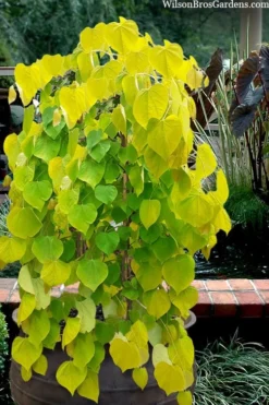 Golden Falls Weeping Redbud Tree - 3 Gallon Pot (1-2')
