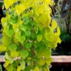 Golden Falls Weeping Redbud Tree - 3 Gallon Pot (3-4')
