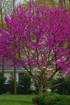 Oklahoma Redbud Tree - 5 Gallon Pot