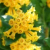 Juiced Orange Jessamine (Cestrum Corymbosum) - 1 Gallon Pot