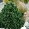 True Dwarf Hinoki Cypress (Chameacyparis Obtusa 'Nana') - 2 Gallon Pot