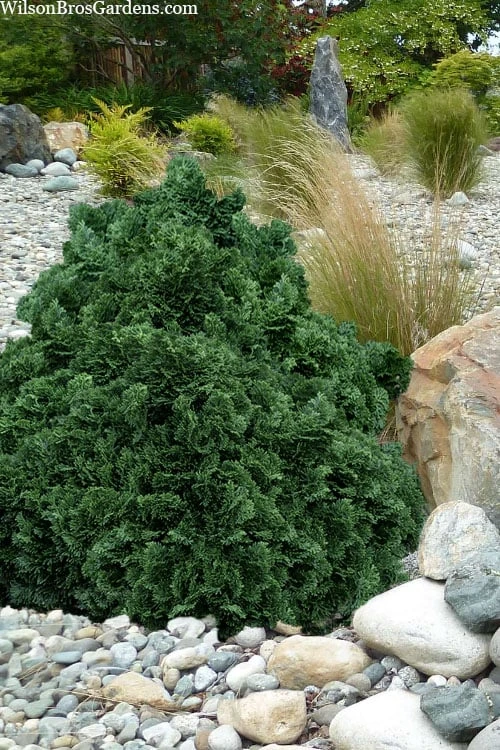 True Dwarf Hinoki Cypress (Chameacyparis Obtusa 'Nana') - 2 Gallon Pot
