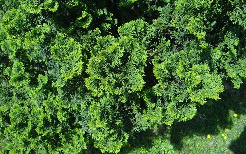 True Dwarf Hinoki Cypress (Chameacyparis Obtusa 'Nana') - 2 Gallon Pot - Image 4