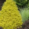 Gold Mop Threadleaf Cypress - 1 Gallon Pot