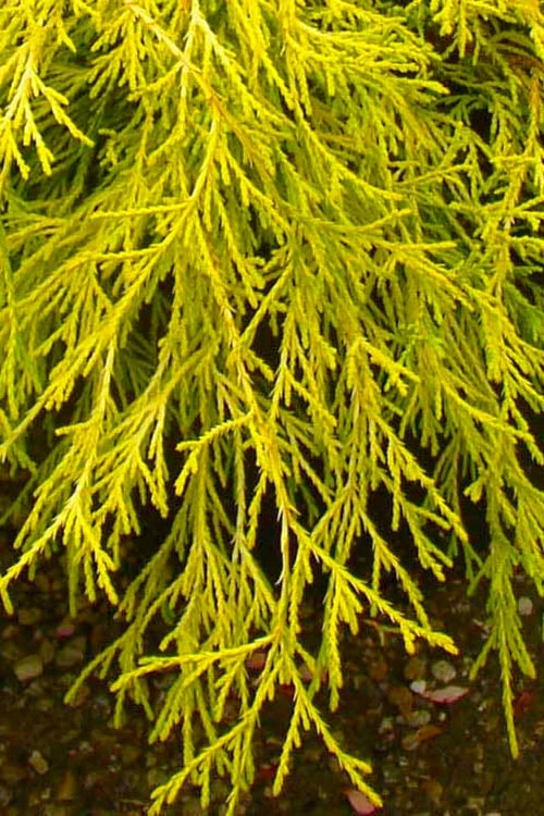 Gold Mop Threadleaf Cypress - 1 Gallon Pot - Image 5