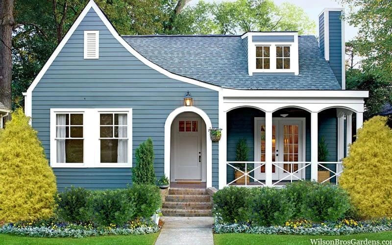 Gold Mop Threadleaf Cypress - 1 Gallon Pot - Image 4