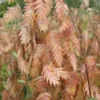 Upland Sea Oats (Chasmanthium Latifolium) - 2 Pack Of 1 Gallon Pots