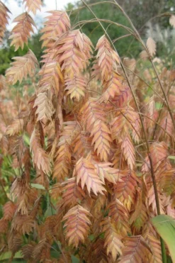 Upland Sea Oats (Chasmanthium Latifolium) - 2 Pack Of 1 Gallon Pots