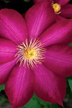 Bourbon Clematis - 1 Gallon Pot