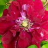 Charmaine Clematis - 1 Gallon Pot