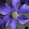 Durandii Clematis - 1 Gallon Pot